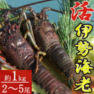 yӂ邳Ɣ[Łz ɐCV 2`5 1kg ɐCV CV Gr  ы hg Yn VN CN m ˎs