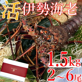 【ふるさと納税】【先行予約】室戸市産活伊勢海老　1.5kg　レシピ、軍手、キッチンバサミ付き お刺身 お鍋 しゃぶしゃぶ 天然 国産 魚介 海鮮 惣菜 送料無料 hk010