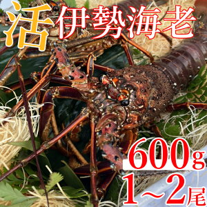 yӂ邳Ɣ[Łz ys\z ˎsYɐCV@600g@VsARt hg  Ԃ VR Y  CN y  hk002