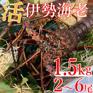 yӂ邳Ɣ[Łz ys\z ˎsYɐCV@1.5kg@Vs R hg  Ԃ VR Y  CN y  hk010