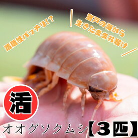 【ふるさと納税】 【テレビで取り上げられました！】「深海王国」室戸からお届けする 活オオグソクムシ 3匹 生 食用 魚介類 海鮮 送料無料 ma004