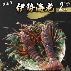 【ふるさと納税】先行予約 活 伊勢海老 訳あり 500g～2kg 活き伊勢海老 訳あり 室戸産 国産 エビ えび 海鮮 魚介 産地直送 プリプリ 味噌汁 刺身 焼き物 汁物 室戸海洋深層水 黒潮 送料無料 高知県 室戸市