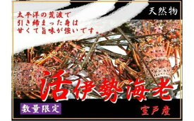楽天市場 ふるさと納税 伊勢海老の通販