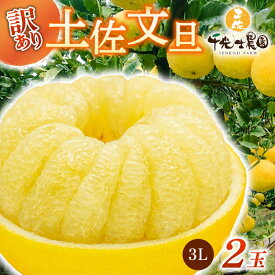 【ふるさと納税】 【10/1より価格改定予定】 先行予約 訳あり 土佐文旦 選べる サイズ 5kg 10kg わけあり 果物 フルーツ 産地直送 国産 柑橘 文旦 ぶんたん 土佐ぶんたん 小玉 大玉 家庭用 5000円 10000円 高知県 安芸市 敬老の日 母の日 父の日 ※2月〜4月頃配送予定