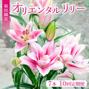 yӂ邳Ɣ[Łz  IG^[ Iׂ 5{ 7{ 1 10   ԑ   v[g  Mtg 蕨 a j ̓ ̓    A Ce