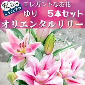 【ふるさと納税】ユリ（オリエンタルリリー）5本セット　高知県安芸市「福田園芸」　ゆり　オリエンタル・ハイブリット　大輪で香りが良く、ユリの王様、女王と呼ばれています　ギフトにもおすすめ　プレゼント　送料無料