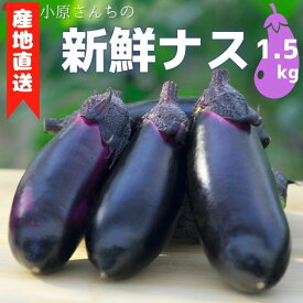 【ふるさと納税】 小原さんちの産地直送！新鮮ナス 1.5kg