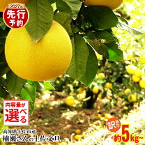 楽天市場】土佐文旦 4lの通販
