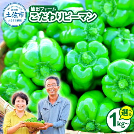 【ふるさと納税】【選べる内容量】高知県産 植田ファームのこだわりピーマン 1〜3kg ピーマン 高知 国産 新鮮 野菜 夏野菜 甘い 肉詰め 炒め物 お取り寄せ 産直 農家直送 栽培 高知県土佐市/株式会社 植田ファーム[BQAT001]