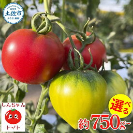 【ふるさと納税】【先行予約】フルーツトマト 糖度 9度以上 しんちゃんトマト 約750g~約2.25kg (小〜大玉サイズ 10〜20個 1~3箱)〈2027年1月・2月〜発送〉〈選べる内容量〉 トマト 高糖度 返礼品【しんちゃんトマト】[BQCG001]