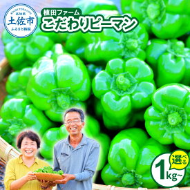 【ふるさと納税】高知県産 植田ファームのこだわりピーマン 1kg 2kg 3kg ピーマン 新鮮野菜 サラダ 野菜 おかず 詰め合わせ 夏野菜 お取り寄せ 美味しい 料理 おうちごはん 新鮮 ピーマン肉詰め 野菜 台木 苗 大容量 消費 国産 日本産 ふるさと納税 高知県 高知 5000円～