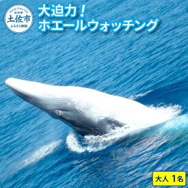 【ふるさと納税】ホエールウォッチング 大人1名分相当 7000円分クーポン レジャー 体験型 アクティビティ ウォッチング 観察 旅行 観光 遊ぶ クジラ くじら 鯨 イルカ 船 ボート 土佐湾 海 動物 自然 故郷納税 ふるさとのうぜい 返礼品 高知県 土佐市