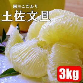 【ふるさと納税】園主こだわりの土佐文旦 3kg 2024年1月下旬より順次発送 文旦 みかん 柑橘 ぶんたん ブンタン 果物 フルーツ お取り寄せ おいしい 美味しい 故郷納税 ふるさとのうぜい ふるさと納税 春 旬 返礼品 高知県 高知 7000円