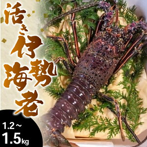 yӂ邳Ɣ[Łz  ɐCV mY 1.2kg ` 1.5kg   Gr   N CZGr CN  hg Ă ` Mtg  蕨 j Ε  m VR C̍K m {