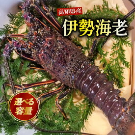 【ふるさと納税】 伊勢海老 高知県産 700g ～ 1.5kg 厳選 産地直送 冷凍 高級 イセエビ 海鮮 魚介 刺身 焼き物 汁物 ギフト 贈答 贈り物 祝い 歳暮 中元 高知 天然 海の幸 高知県 須崎市 グラタン ボイル おせち 料理 味噌汁 みそ汁
