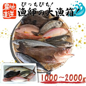 【ふるさと納税】お楽しみ鮮魚ボックス ぴっちぴちの漁師の大漁箱！（中） 鰹 ヒラメ 鯛 サバ アジ