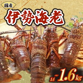【ふるさと納税】 厳選 伊勢海老 2～6匹 約1.4～1.6kg 天然 新鮮 海鮮 魚介類 刺身 刺し身 国産 漁師厳選 伊勢エビ いせえび 海老 エビ 生きたまま発送 刺身 焼き物 お味噌汁 鍋 ボイル エビフライ アレンジ可 産地直送 新鮮 絶品 海鮮 常温 ギフト 贈答 高知県 須崎市 MT007