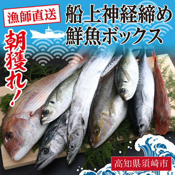 高評価の贈り物 鮮魚セット 鮮魚ボックス 10000円コース 鮮魚 詰め合わせ 直送 6種以上 下処理 冷蔵便