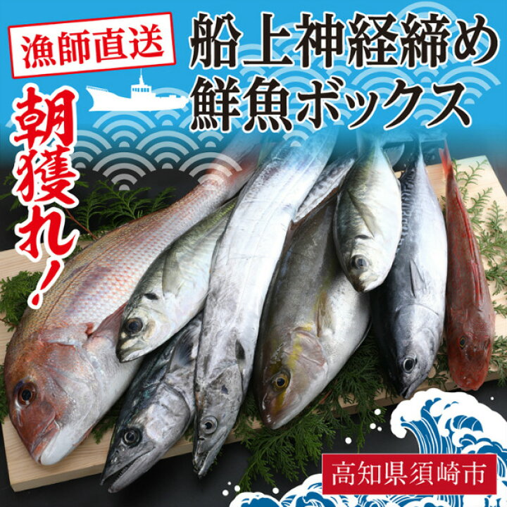 楽天市場 ふるさと納税 鮮魚 詰め合わせ 旬 厳選 獲れたその場で 神経締め しているので 鮮度抜群 送料無料 高知県須崎市