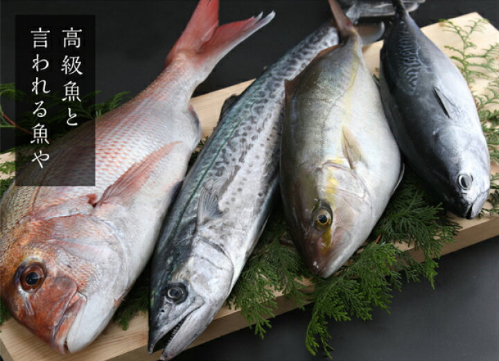 楽天市場 ふるさと納税 鮮魚 詰め合わせ 旬 厳選 獲れたその場で 神経締め しているので 鮮度抜群 送料無料 高知県須崎市 楽天市場 ふるさと納税 鮮魚 詰め合わせ 旬 厳選 獲れたその場で 神経締め しているので 鮮度抜群 送料無料 高知県須崎市