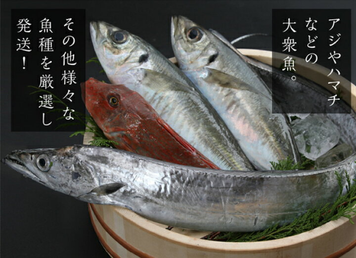 楽天市場 ふるさと納税 鮮魚 詰め合わせ 旬 厳選 獲れたその場で 神経締め しているので 鮮度抜群 送料無料 高知県須崎市