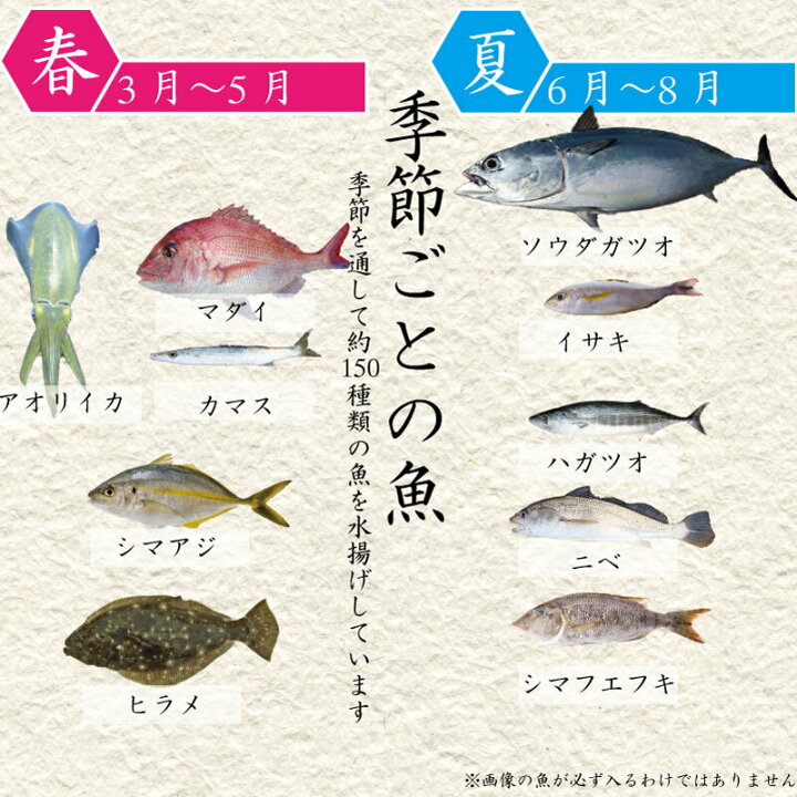 楽天市場 ふるさと納税 鮮魚 詰め合わせ 旬 厳選 獲れたその場で 神経締め しているので 鮮度抜群 送料無料 アジ 鯵 さば サバ 鯖 かつお 鰹 シマアジ カンパチ 鯛 タイ 鰆 サワラ ハマチ ブリ ヒラメ 鮃 イサキ イカ 烏賊