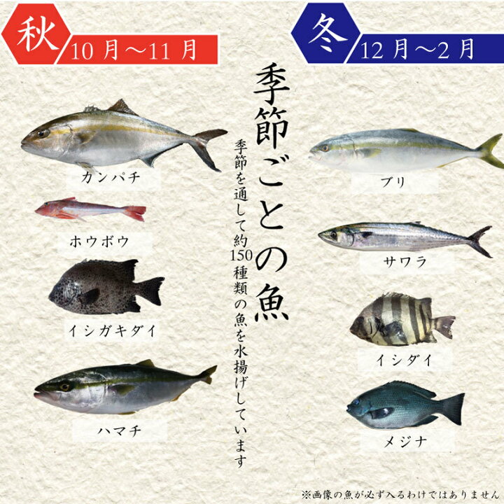 楽天市場 ふるさと納税 鮮魚 詰め合わせ 旬 厳選 獲れたその場で 神経締め しているので 鮮度抜群 送料無料 アジ 鯵 さば サバ 鯖 かつお 鰹 シマアジ カンパチ 鯛 タイ 鰆 サワラ ハマチ ブリ ヒラメ 鮃 イサキ イカ 烏賊