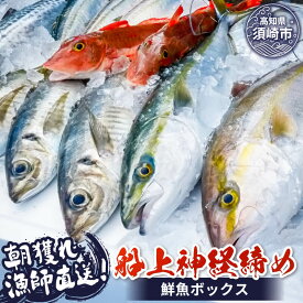 【ふるさと納税】 【 船上神経締め鮮魚ボックス 】 3〜5 種入り 朝獲れ 直送 冷蔵 魚種 お任せ 水揚げ 鮮魚 海鮮 魚介 産地直送 高知 の 魚 須崎 九石大敷 笹岡水産 鮮度抜群 さかな 漁師 新鮮 ふるさと納税魚 ふるさと納税刺身 ふるさと納税詰め合わせ 大容量 鮮魚セット
