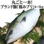 【ふるさと納税】 ぶり 1本 4~5kg 丸ごと一本 ブランド 極みブリ 冷蔵 ブリ しゃぶ 高知県須崎市 須崎市 鰤 年末 正月 ( ふるさと納税 ランキング キャンペーン やり方 限度額 仕組み シミュレーション ) KS035