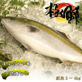 楽天市場 ブリの通販