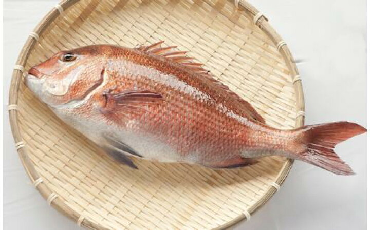楽天市場 ふるさと納税 タイ 鯛 約0 9 1kg まるごと 1匹分 魚 鮮魚 ブランド 乙女鯛 刺身 新鮮 鯛めし 高知県 須崎市 高知県須崎市