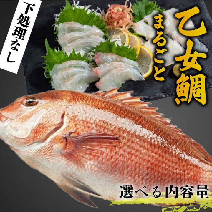 楽天市場】【ふるさと納税】 タイ 鯛 900g～1kg 2.0kg～2.5kg まるごと 