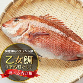 【ふるさと納税】 鯛 選べる 容量 まるごと 1尾 ～ 2尾 ( 900g～1kg 2.0kg～2.5kg ）下処理なし 産地直送 新鮮 高知県産 ブランド鯛 小島水産 乙女鯛 真鯛 鮮魚 魚 マダイ 刺身 鯛めし 鯛しゃぶ 鯛茶漬け 煮付け アラ汁 味噌汁 高知県 須崎市 祝 中元 歳暮 正月 ギフト