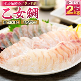 【ふるさと納税】 【 スピード配送 】 真鯛 刺身 用 柵 アラ付き 1～2尾 セット 本場須崎のブランド鯛 乙女鯛 産地直送 ( 新鮮 冷蔵 刺身 お刺し身 タイ 鯛 高級魚 鮮魚 海鮮 魚介 煮付け 鯛めし 鯛茶漬け 鯛しゃぶ アラ汁 皿 高知県 須崎市 ふるさと納税鯛 )