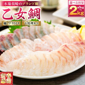 【ふるさと納税】 【 スピード配送 】 真鯛 刺身 用 柵 アラ付き 1～2尾 セット 新春感謝 本場須崎のブランド鯛 乙女鯛 産地直送 ( 新鮮 冷蔵 刺身 お刺し身 タイ 鯛 高級魚 鮮魚 海鮮 魚介 煮付け 鯛めし 鯛茶漬け 鯛しゃぶ アラ汁 皿 高知県 須崎市 ふるさと納税鯛 )