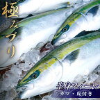 【ふるさと納税】 ぶり 半身 ブランド 鰤 極みブリ ブリ しゃぶ 切り身 高知県須崎市 須崎市 鰤 年末 正月 ( ふるさと納税 ランキング キャンペーン やり方 限度額 仕組み シミュレーション ) KS031