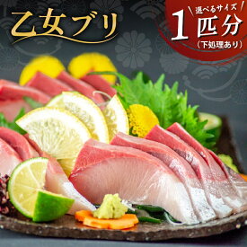 【ふるさと納税】 ぶり 1本 3〜4kg 4～5kg 下処理有 丸ごと 一本 ブランド鰤 乙女ブリ 冷蔵 ブリ しゃぶ 高知県 須崎市 須崎市 鰤 年末 正月