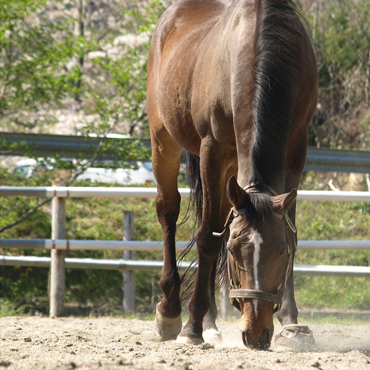 楽天市場 ふるさと納税 競走馬 競馬 引退後 余生支援 黒潮友馬会 2万円コース 高知 須崎 高知県須崎市
