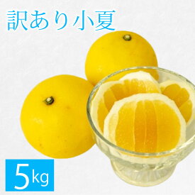 【ふるさと納税】 先行予約 訳あり 小夏 5kg 期間限定 数量限定 フルーツ 果物 くだもの 柑橘 みかん 日向夏 訳アリ 国産 食品 デザート おやつ ご家庭用 ご自宅用 傷あり 産地直送 高知県 須崎市 送料無料