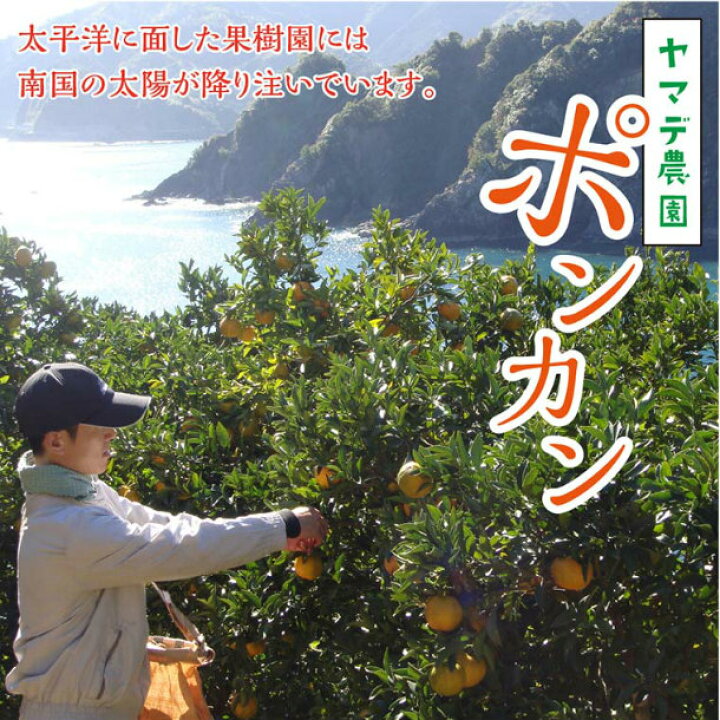 値下げ ふるさと納税 須崎市 ヤマデ農園 安和ポンカン秀品3kg 値下げ ふるさと納税 須崎市 ヤマデ農園 安和ポンカン秀品3kg