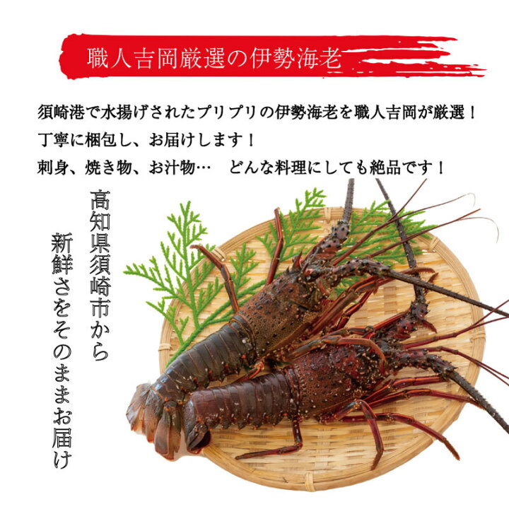 楽天市場 ふるさと納税 伊勢海老 冷凍 4 4キロ 以上 伊勢 エビ 海老 イセエビ エビフライ 豪華 おつまみ おかず 味噌汁 4 4kg 大容量 高知県 須崎市 高知県須崎市