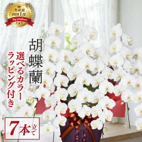 楽天市場】訳あり 胡蝶蘭の通販
