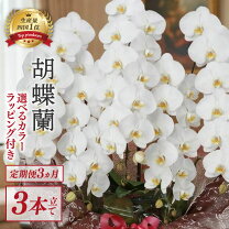 楽天市場】訳あり 胡蝶蘭の通販