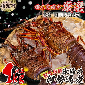 【ふるさと納税】 【早期予約】 氷締め伊勢海老 1kg以上 2025年2月15日以降より発送！ 伊勢海老 伊勢海老 鍋 お歳暮 お祝い 節句 お節句 ギフト 贈り物 贈答 正月 お正月 高知県