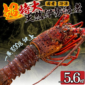 yӂ邳Ɣ[Łz y2025N4菇zz ɐCV Iׂ e 800g ` 5.6kg 1 ` 7 Ⓚ TCY }Ⓚ  Gr  N CN  hg Mtg  蕨 j 