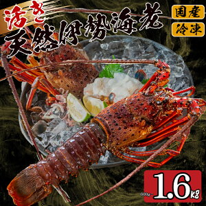 yӂ邳Ɣ[Łz  ɐCV Iׂ e 600g 800g 1.6kg ȏ g ( 1 ` 8 TCY  Gr   N CZGr CN  hg Ă ` Mtg  蕨 j Ε