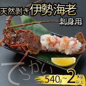 【ふるさと納税】 でっかい天然伊勢海老 刺身用 選べる 容量 540g ～ 2kg 以上 冷凍 ( 鍋 正月 バーベキュー 急速冷凍 えび エビ 高級 鮮魚 海鮮 魚介 刺身 焼き物 汁物 ギフト 贈答 贈り物 祝い 歳暮 中元 )