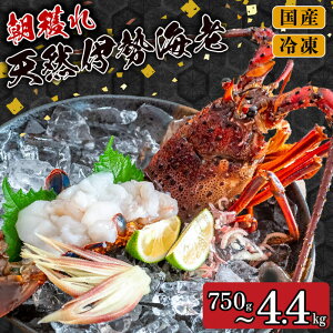 �y�ӂ邳�Ɣ[�Łz �y2025�N4����菇���z���z�󂠂� ���l�� �ɐ��C�V 350g �` 450g �K�i�O �킯���� �}�� �Ⓚ �Y�n���� �{�� ���m �C�N ����� �C�Z�G�r �C�V ���� �G�r �ɐ��G�r �ґ� ������ ��