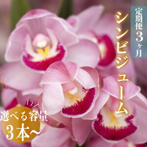 【ふるさと納税】 【定期便3ヶ月】【12月から発送】シンビジューム 切り花 3~6本 お花 花 はな フラワー 花束 フラワーアレンジメント インテリア 鑑賞 洋ラン 鉢 栽培 園芸 ガーデニング 初