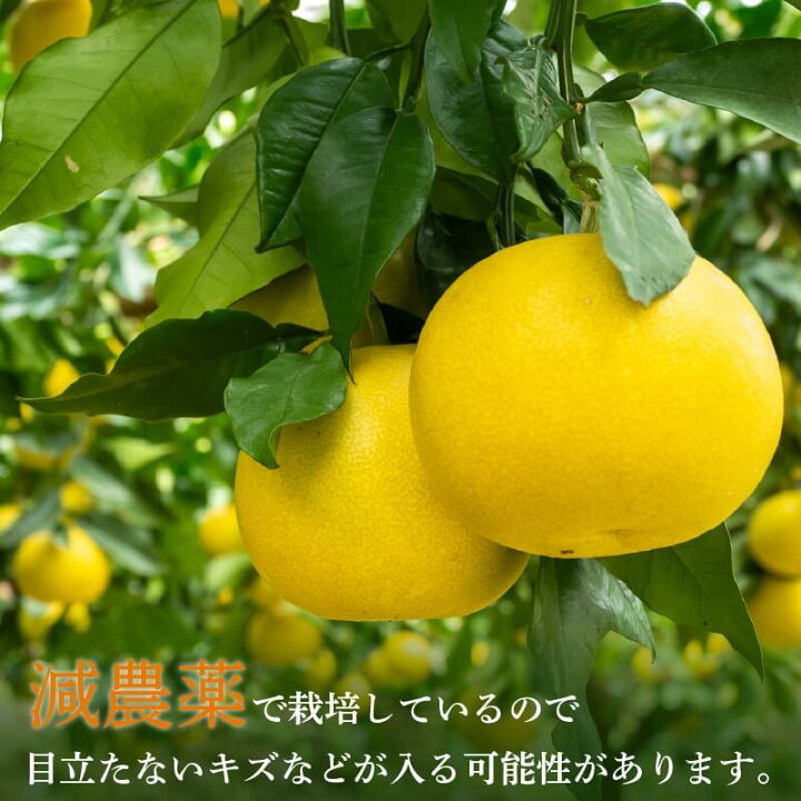 楽天市場】【ふるさと納税】 【 2月 中旬 から 発送 】 文旦 高知 10kg 